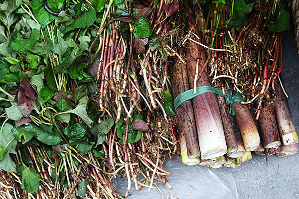 	為什麽那麽多人（rén）喜歡吃野菜？